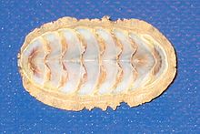 220px-Chiton-bottom-view