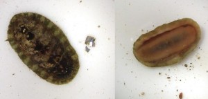 800px-Lepidochitona_cinerea_-_top_and_unserside